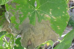 IMG_0281