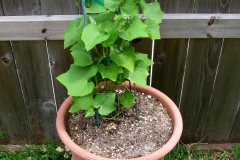 container-plant_3573982566_o