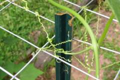 detail-of-post-trellis_3573175927_o