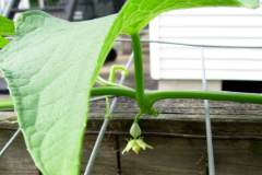female-flower-mirliton-and-how-to-hand-pollinate-chayote_3505478776_o
