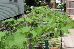 fence-trellis-may-2009_3573981622_o