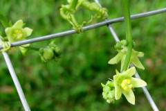 male-flower-mirliton-chayote_3505490086_o