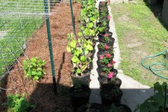 mirliton-trellis_3477310297_o