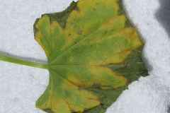 powdery-mildew-erysiphe-spp_3478154172_o