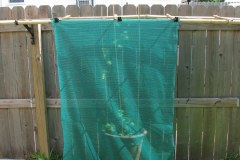 shade-cloth-on-trellis_3673214623_o