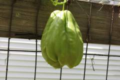 spring-mirliton-2009-spiny_3573175029_o