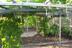 viet-village-backyard-trellis-hanging-fruit_3614851141_o