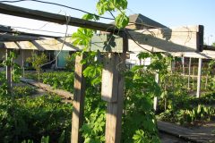 viet-village-backyard-trellis_3615669654_o