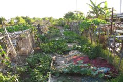 viet-village-remnants-of-canal-garden-on-left_3614851229_o