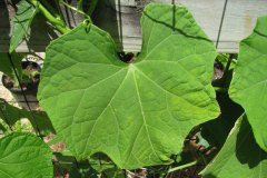 yellowing-mirliton-chayote-leaves_3477353719_o