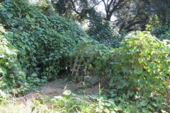 IMG_0013