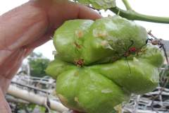 bogs-on-fruit-an-adult