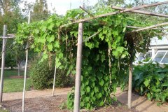 botanical-garden-1