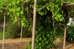 botanical-garden-5