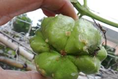 bugs-on-fruits-and-adult-2