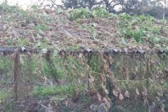 wind-damaged-vines-1