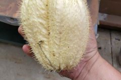 whitespiny2