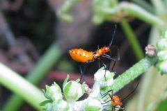 IMG_1697