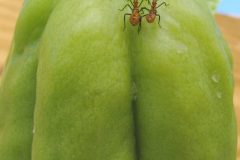 IMG_1698