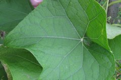 IMG_1942
