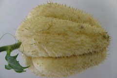 terriePie