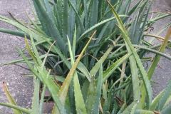 IMG_20180729_134046794