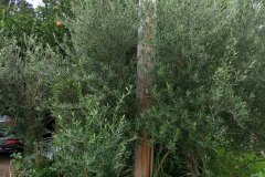 IMG_20180729_134123655