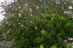 IMG_20180729_134251881_HDR