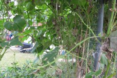 IMG_0451