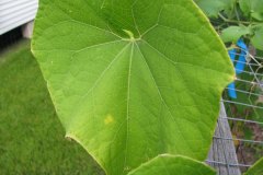IMG_2531