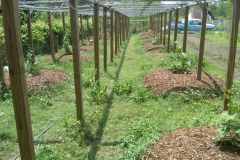 Leo_s-Trellis-April-2011