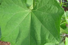 IMG_0626