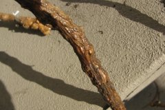 IMG_2007