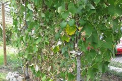 IMG_0351
