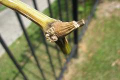 IMG_0375