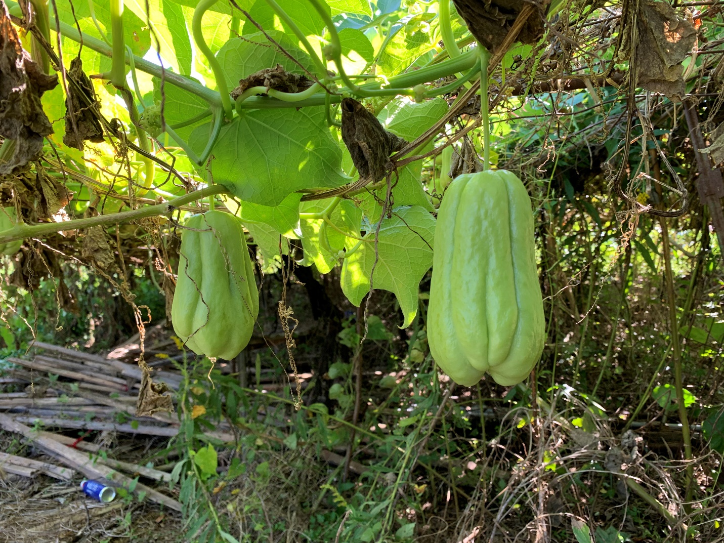 A banana tree in a forest

Description automatically generated