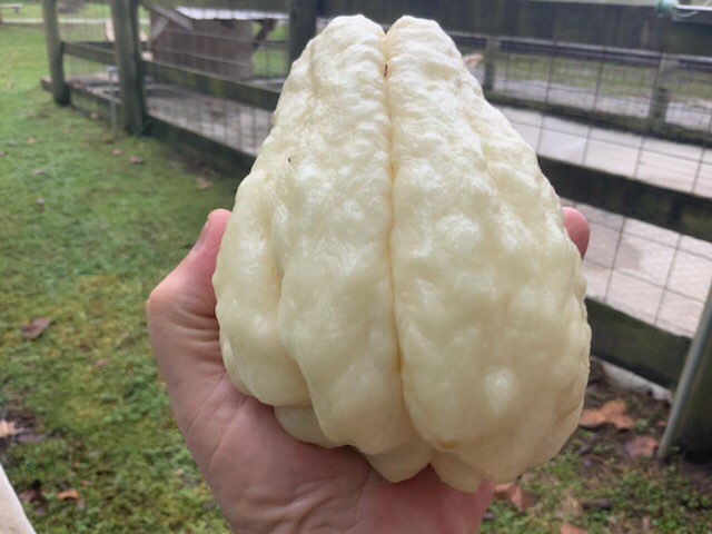 Ishreal Thibodeaux White Mirliton Grown by Chef John Folse