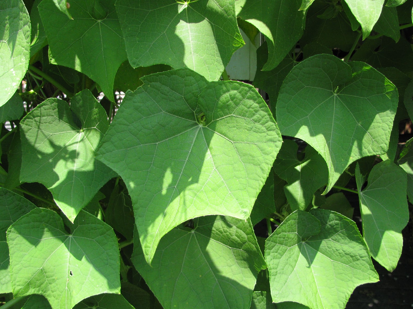A close-up of a green leaf Description automatically generated with medium confidence