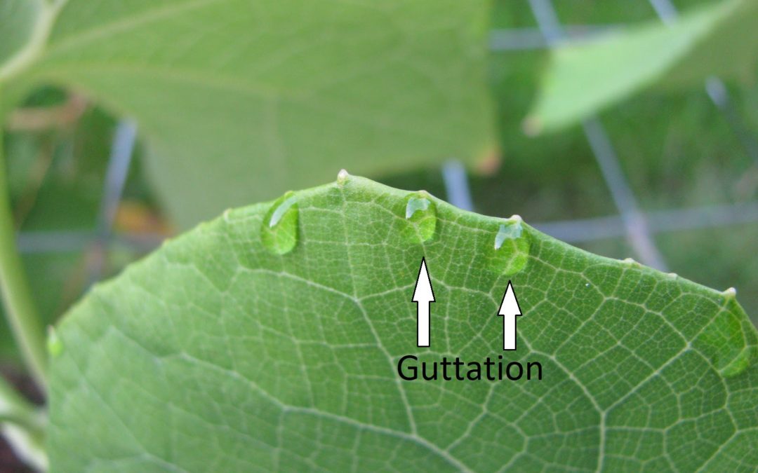 How To Read Mirliton Leaves for Vine Watering Needs