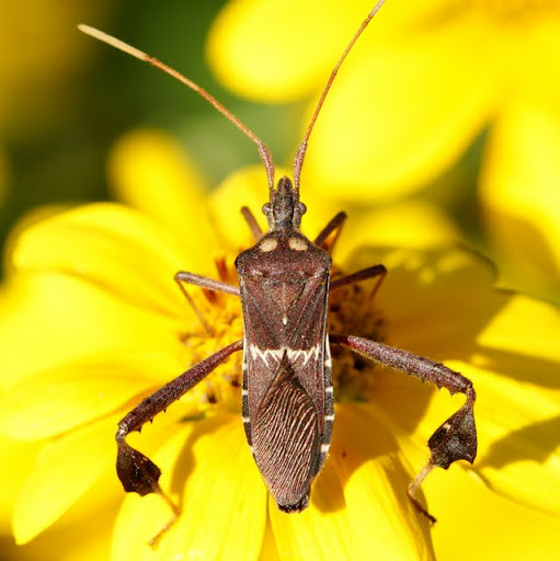 How to Identify and Control Leaffooted Stink Bugs on Mirlitons (chayote)