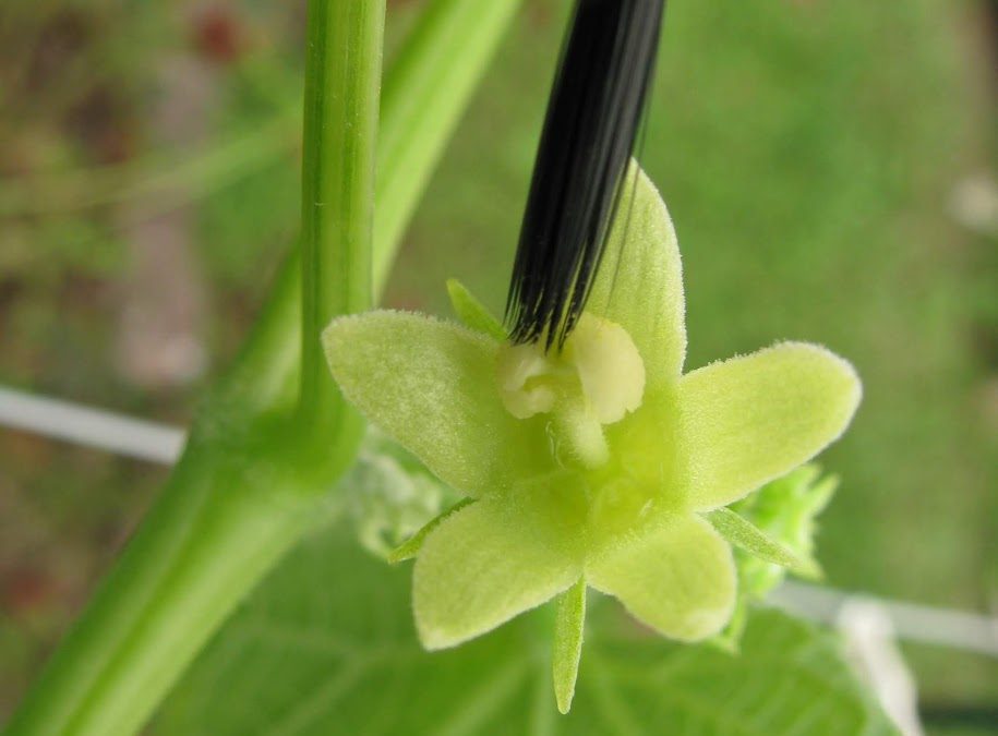 Hand Pollinating Mirlitons