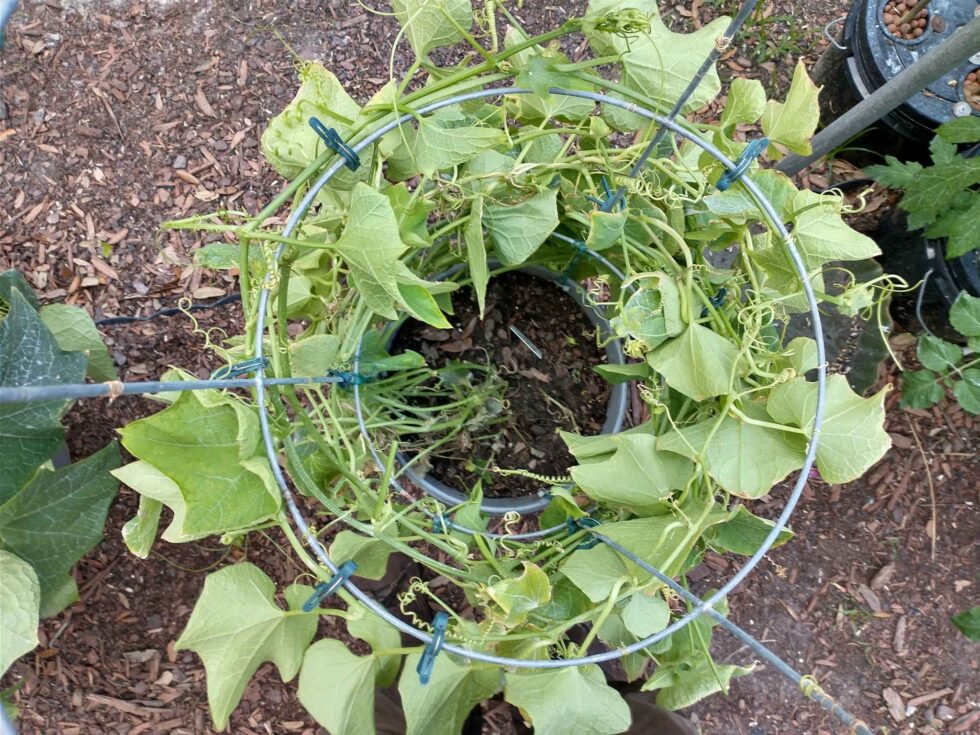 How To Grow A New Mirliton Seed - Mirliton