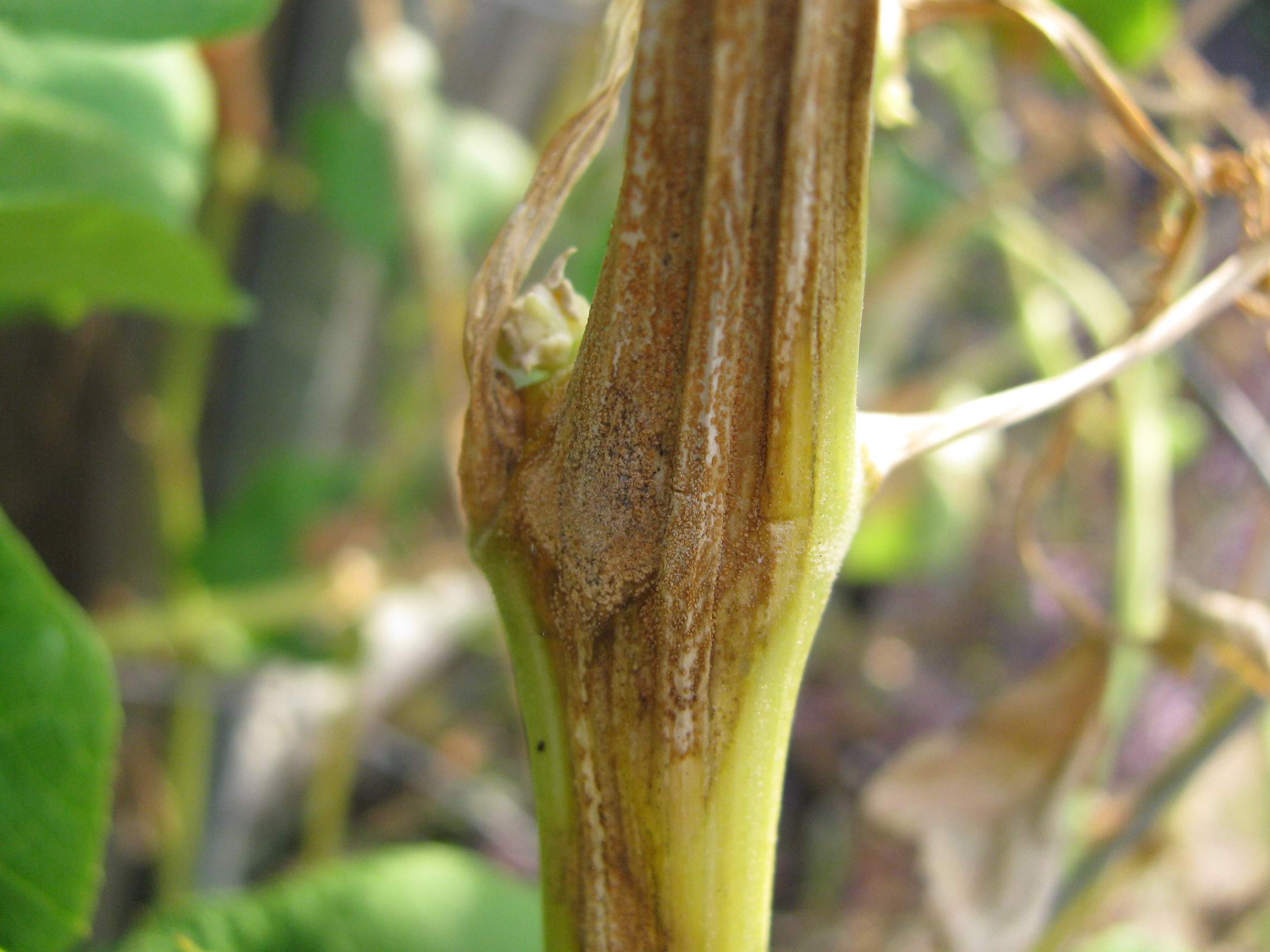 The Smoking Gun: Diagnosing Anthracnose - Mirliton