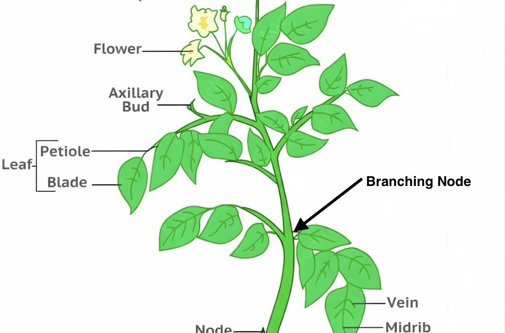 How to Prune Back a Mirliton in a Container